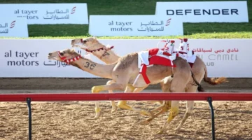 3216 مطية.. انطلاق منافسات الحقايق في مهرجان ولي عهد دبي للهجن اليوم